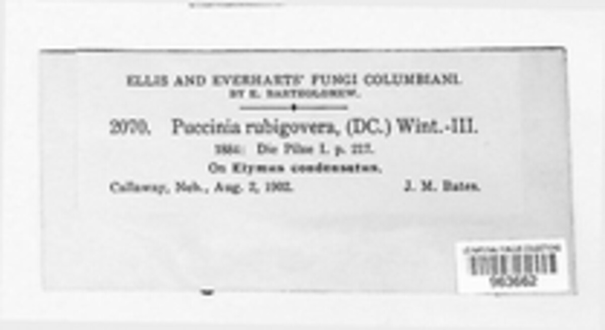 Puccinia recondita image